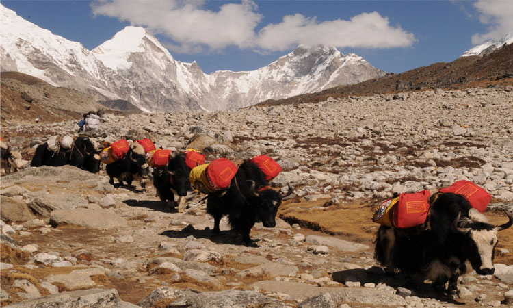 Everest Three Passes Trek | 21 days EBC and Three Passes Trek.