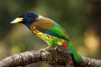 Nepal Bird Watching Tour.